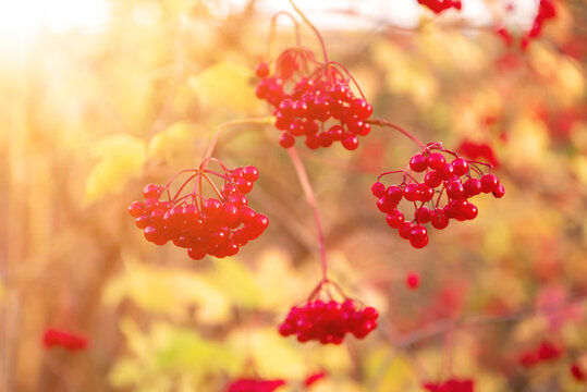 Red berries of viburnum in the wild