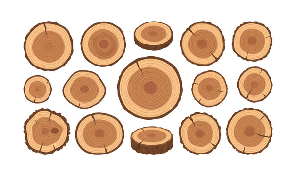 Collection of Wooden tree trunk cross section slices.