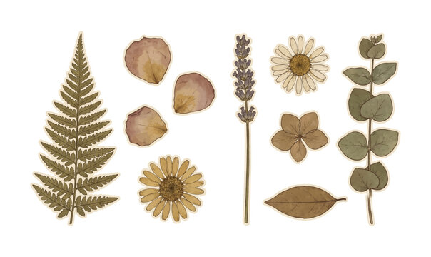 Collection of Dried flowers and leaves arrangement.