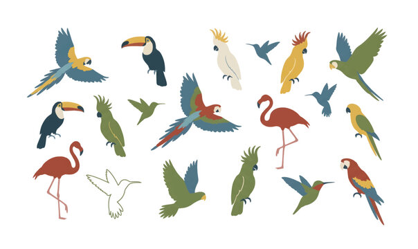 Collection of Colorful birds in various poses flying.