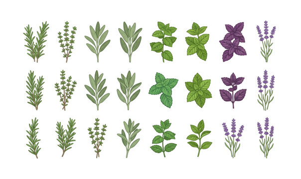Collection of Variety of leaves and herbs.