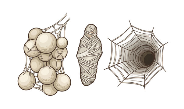 Collection of Spider web and cocoon illustration.