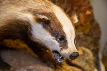 A European badger with sharp teeth on a white background. Wildlife, mammals, predators. © Victor1153