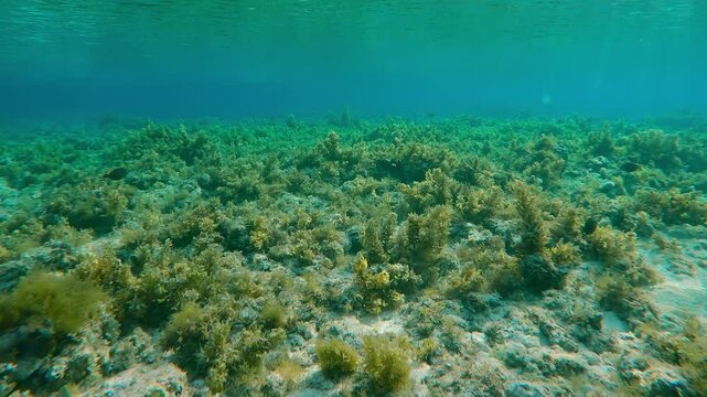 Colourful butterflyfish and other tropical fish swim over flat-top of shallow coral reef overgrown with Sargassum brown seaweed, in bright sunlight