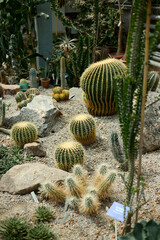 cactus in the garden © Александр Плисик