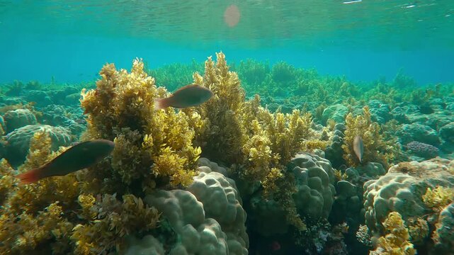 Close-up of colourful tropical fish swim over flat-top of shallow coral reef overgrown with Sargassum brown seaweed, in bright sunshine. Underwater landscape of coral reef with Sargassum algae