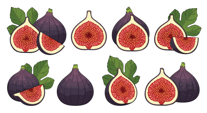 Collection of fresh purple fig fruits shown whole and sliced with green leaves in a detailed vector illustration set.