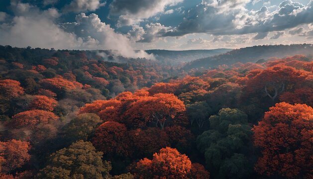 Fire Bloom Palash Forest Aerial View