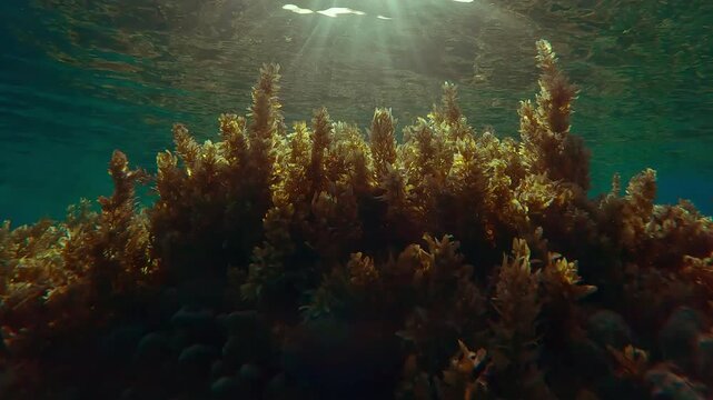 Bottom view of Sargassum brown seaweed reflected in surface of water on shallow water in sunlight, backlit by sun with sun glare on lens. Underwater landscape of Sargassum algae in sunshine