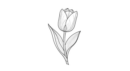Obraz premium Detailed black and white engraving style illustration of a single tulip flower on a long stem with two leaves.