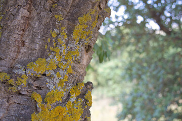 Obraz premium tree bark and lichen