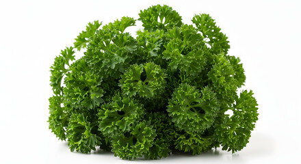 Fototapeta premium Fresh Green Parsley Herb for Cooking and Garnishing.