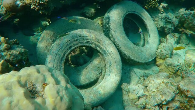 Cleanerfish set up cleaning station for tropical fish over old car tires abandoned on coral reef. Microplastics from tyres are source of marine pollution greater than breakdown of larger plastic waste