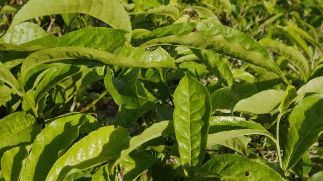 A slow motion horizontal panning shot moving left over vibrant, sunlit green tea crop leaves growing healthy in the commercial field.