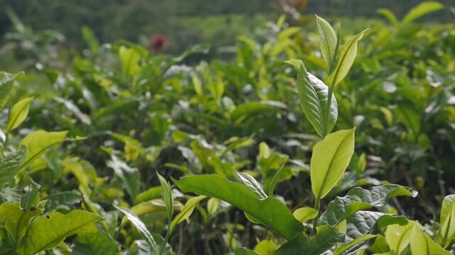 Clean horizontal static video capturing healthy green tea bushes rippling and swaying softly under a gentle morning wind, perfect for a relaxing background.