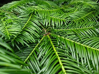 Obraz premium Lush green fir branches texture close up, vibrant evergreen conifer needles background 