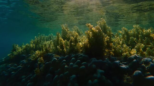 Sargassum covers top of coral reefs, reflecting in sun-drenched water, backlit by sun with lens flare. Brown seaweed blankets hard corals in shallows. Algae in sunbeams below surface
