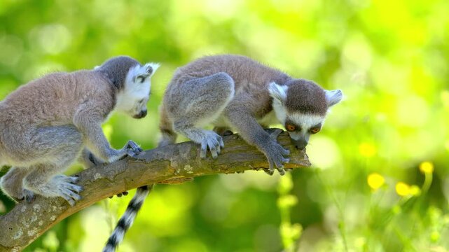 Two playful ring tailed lemurs climbing and balancing on a tree branch in a natural forest habitat in Madagascar Africa