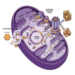 Fototapeta premium Mitochondria ATP energy production 2D cartoon flat design vector infographic, cellular respiration electron transport chain energy metabolism education illustration
