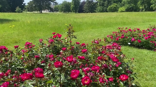 Red roses of Bagatelles garden in Paris
