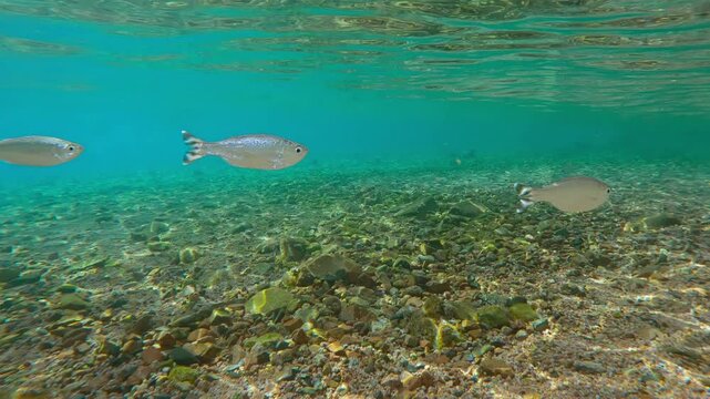 Barred Flagtail fishes swims on shallows shiny scales in sunshine. Group Striped flagfish or Five-stripped Flagfish (Kuhlia mugil) swimming beneath surface glittering in sunlight on sunny day