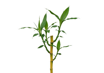 Fototapeta premium Detailed illustration of a green plant with leaves isolated on transparent background isolated on transparent background