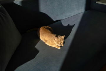 Obraz premium Domestic ginger cat sitting on a blue couch looking forward while enjoying a warm geometric beam of sunlight from the window.