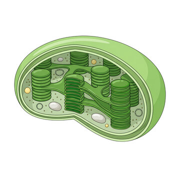 Chloroplast Cell Organelle Structure Diagram Isolated Transparent Background