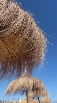 Low angle view of thatched straw beach umbrellas row against clear blue sky