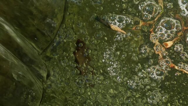 Close up of green murky water with bubbles, foam and plant roots creating an abstract background