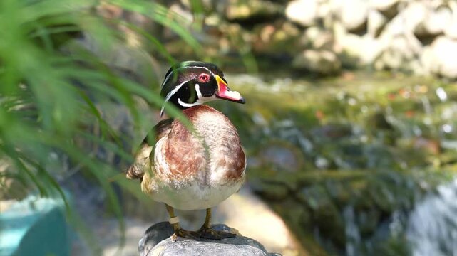 mandarin duck in the zoo, watching wood duck from the bushes, duck standing on the rocks and looking away, quack quack the colorful ducks