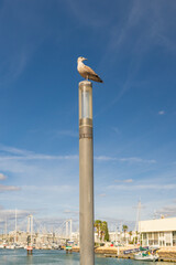 Obraz premium Seagull overlooking marina from lamp post