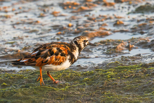 Ruddy turnstone walking across seaweed covered coastal mudflat