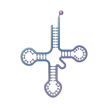 Transfer RNA Clover Leaf Model Isolated on Transparent