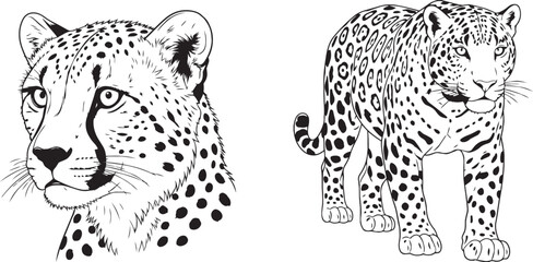 Black and white cheetah illustrations head and full body © MstSarmin