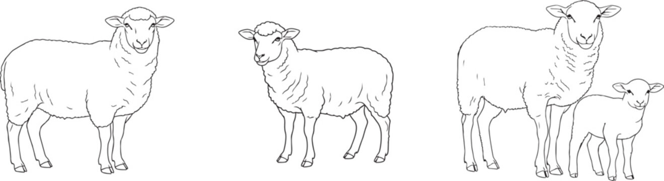 Line drawing of sheep and lamb in various poses