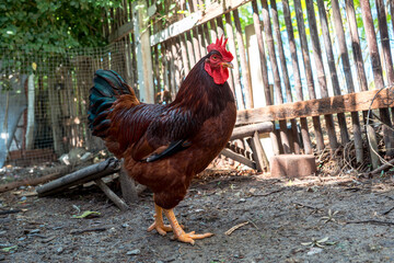 Rhode Island Red rooster. Purebred Chicken in husbandry natural animal free range lifestyle farming garden organic in backyard with sunlight © Panupong