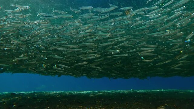 Hardyhead Silversides Atherina forms from huge cluster in enormous shoal during spawning run, flickering in sunbursts. Many small fish gather above sandy seafloor, silvering in brightly sunlight. 