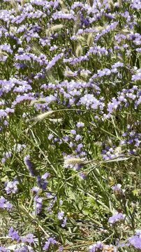 Wild Butterfly Opening Wings Among Purple Sea Lavender Flowers