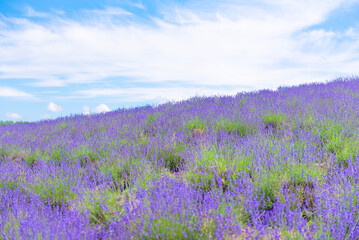 Fototapeta premium Scenic view of Lavender Garden in summer at Hinode Park, Furano, Hokkaido, Japan