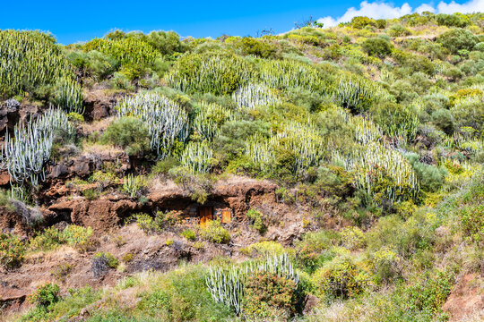 Traditional volcanic rock cave dwelling with wooden doors nestled into a sunny hillside covered in native green cardon cacti on La Palma, Canary Islands, Spain