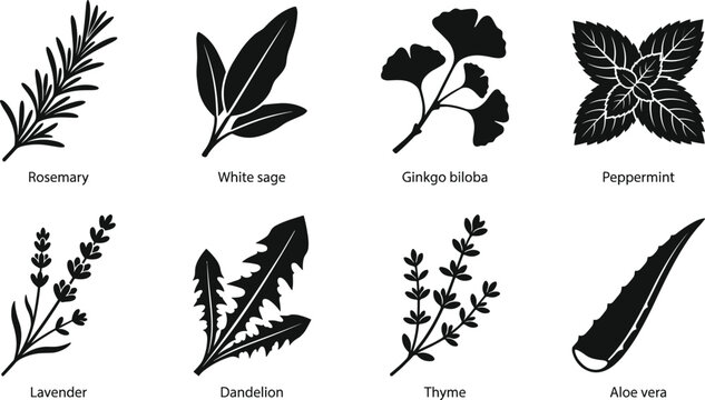 Medicinal herbs and aromatic plants icon set featuring black silhouettes of rosemary, lavender, peppermint, and aloe vera