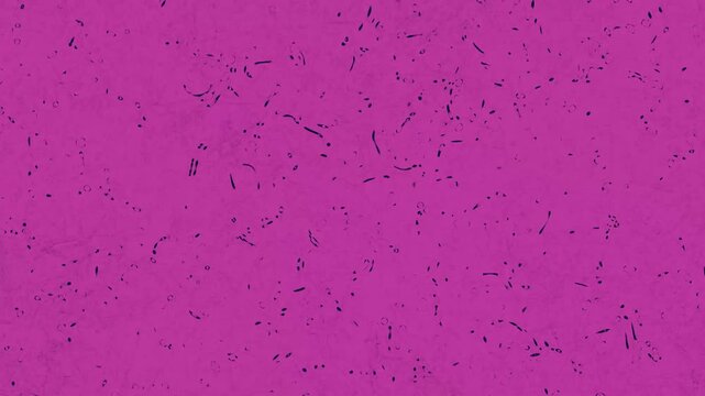Microscopic slide of rodshaped bacterial culture in pink magenta stain suitable for science, medical, research, educational projects and presentations.