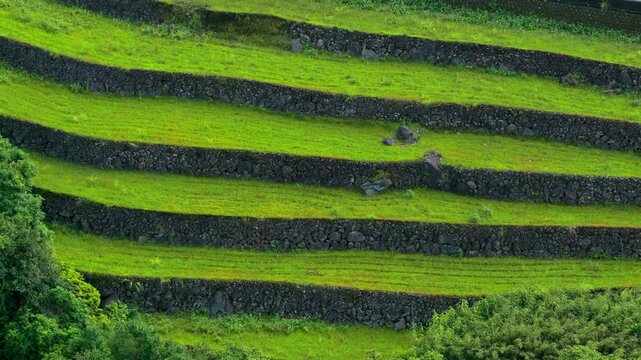 Aerial View of the  Green Terraced Fields in Taiwan