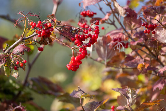 Viburnum opulus shrub displaying bright red autumn berries