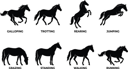 Vector set of black horse silhouettes in various dynamic poses including galloping, jumping, rearing, and walking. © MdBabul