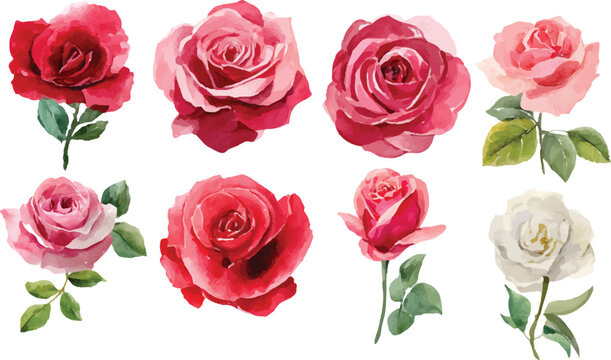 Watercolor Pink Rosebud Set Floral Clipart