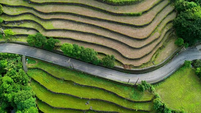Aerial View of the  Green Terraced Fields in Taiwan