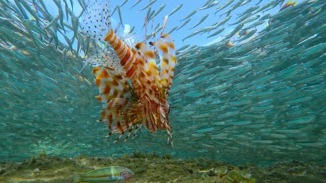 Striking orange Lionfish glides through dense, silvery cloud of spawning Silversides Atherina. Predator Lion fish navigates massive shoal of small fish in search of prey during peak spawning migration