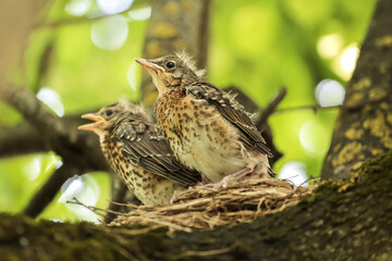 Two big сhicks, baby birds of Mistle thrush in a nest on tree branch close up © Viktor Iden